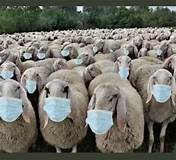 Great Reset Advances By Stealth As Sheep Focus On Propaganda